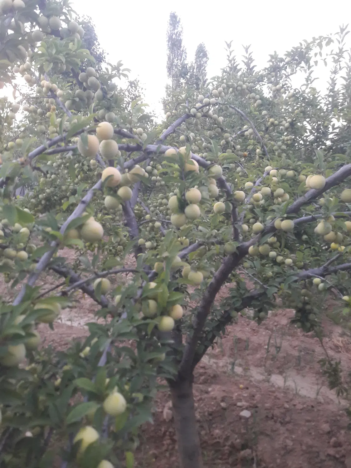 فروش زمین