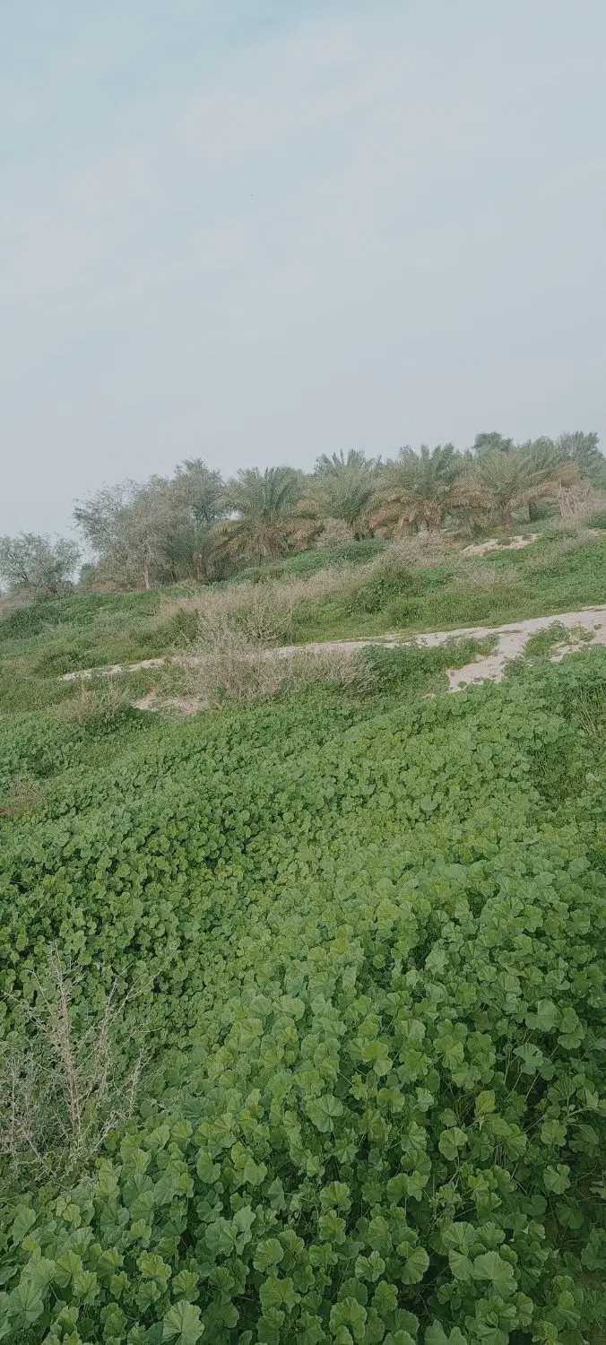 فروش زمین
