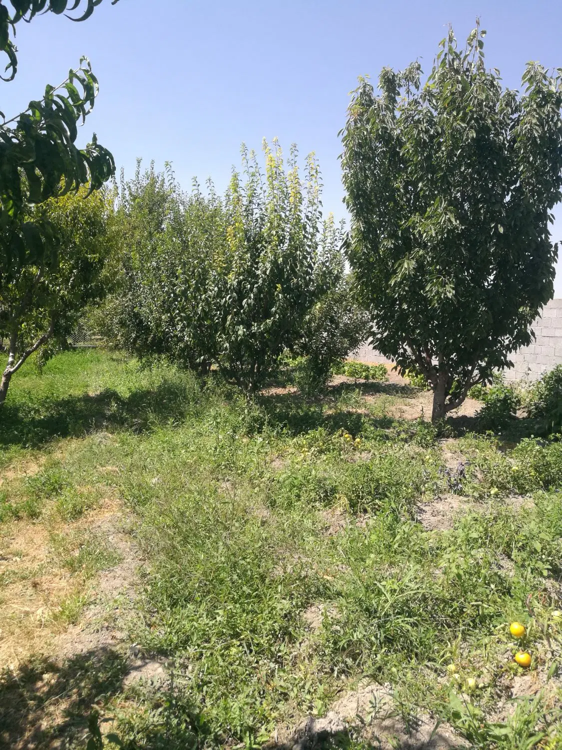 باغچه جاده سنتو اردوشاهی