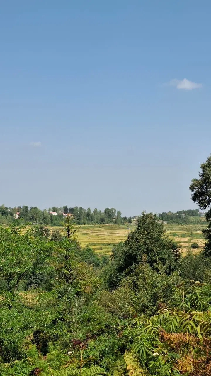 فروش ۱۰۰۰متر زمین جنگلی مسکونی