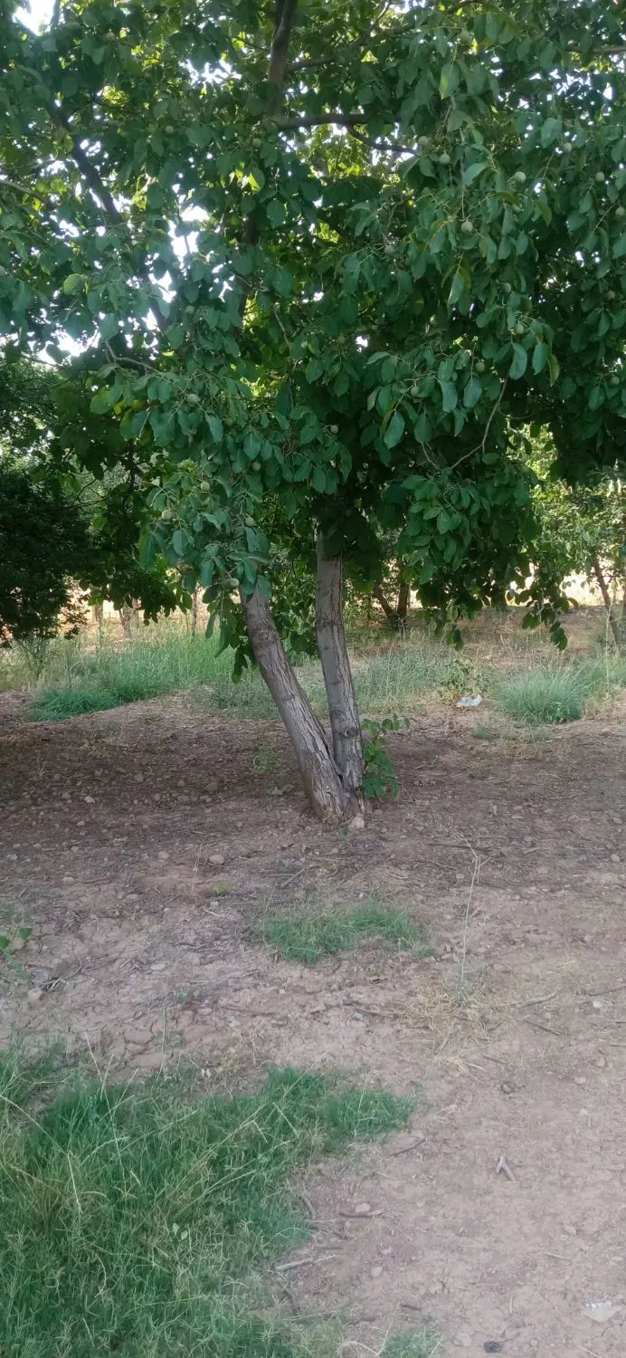 باغ هزار متری جنب دانشگاه آزاد چشمه برقی