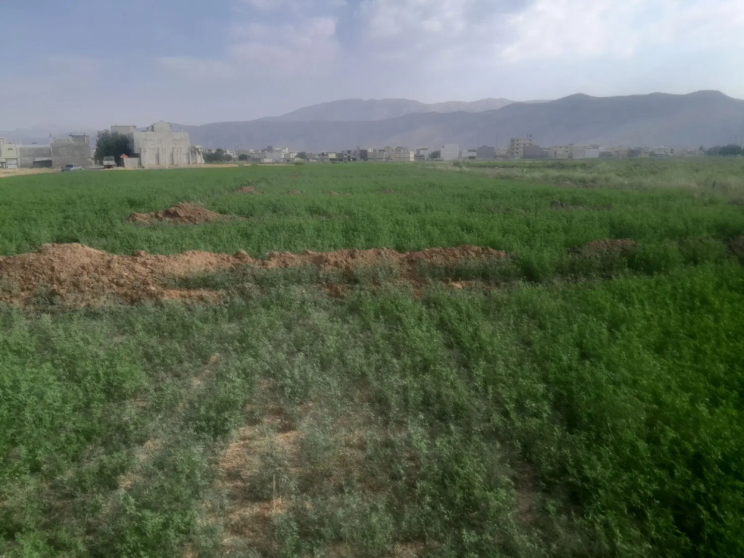 زمین در شهر آلونی