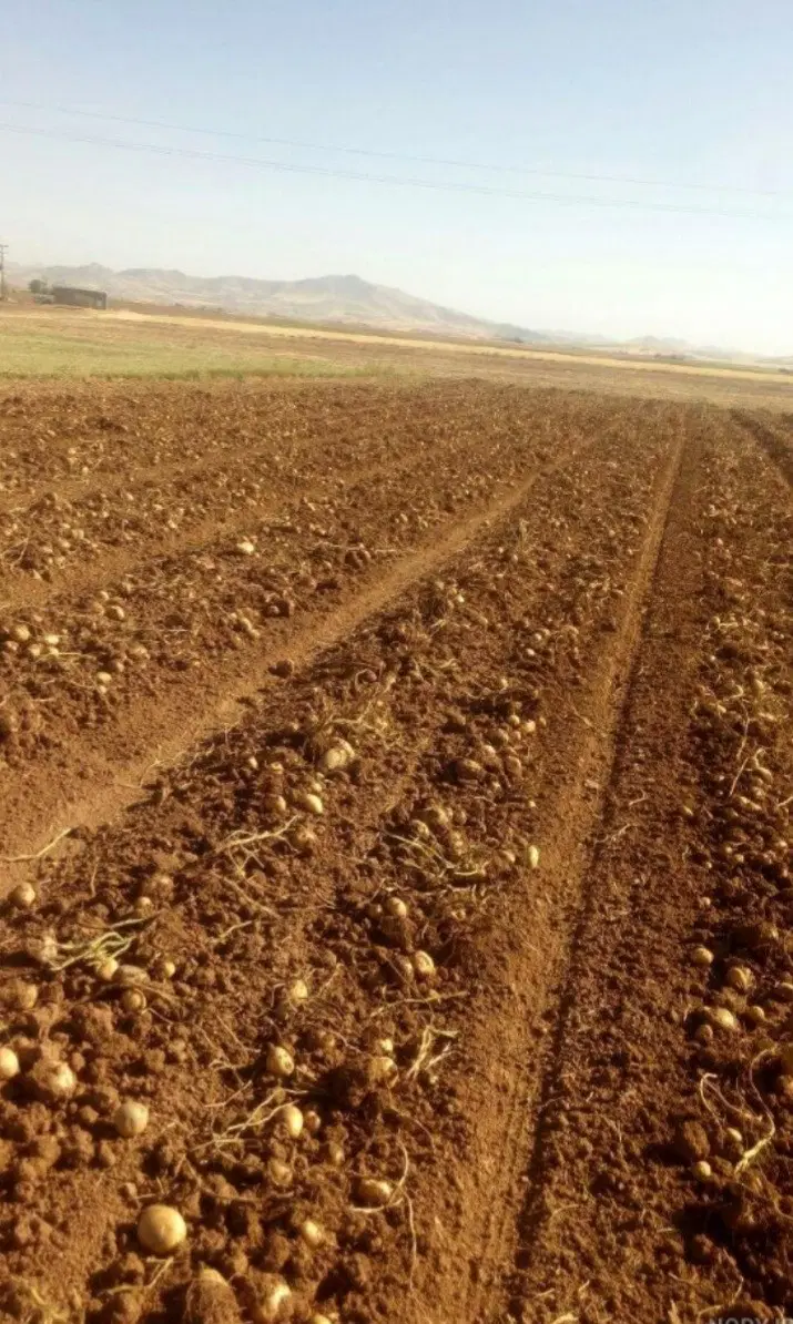 زمین کشاورزی در روستای گودین