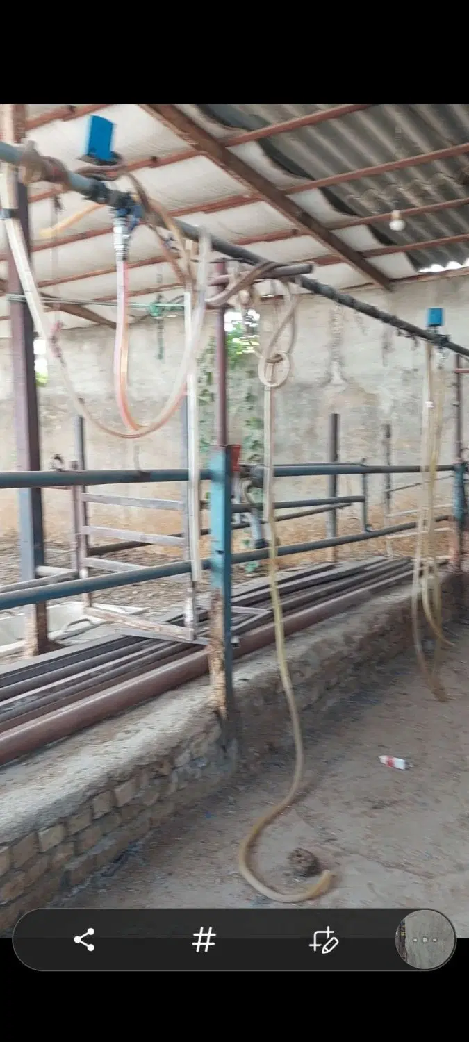 اجارهگاوداری ۲۰۰۰متر با انبار سرپوشیده