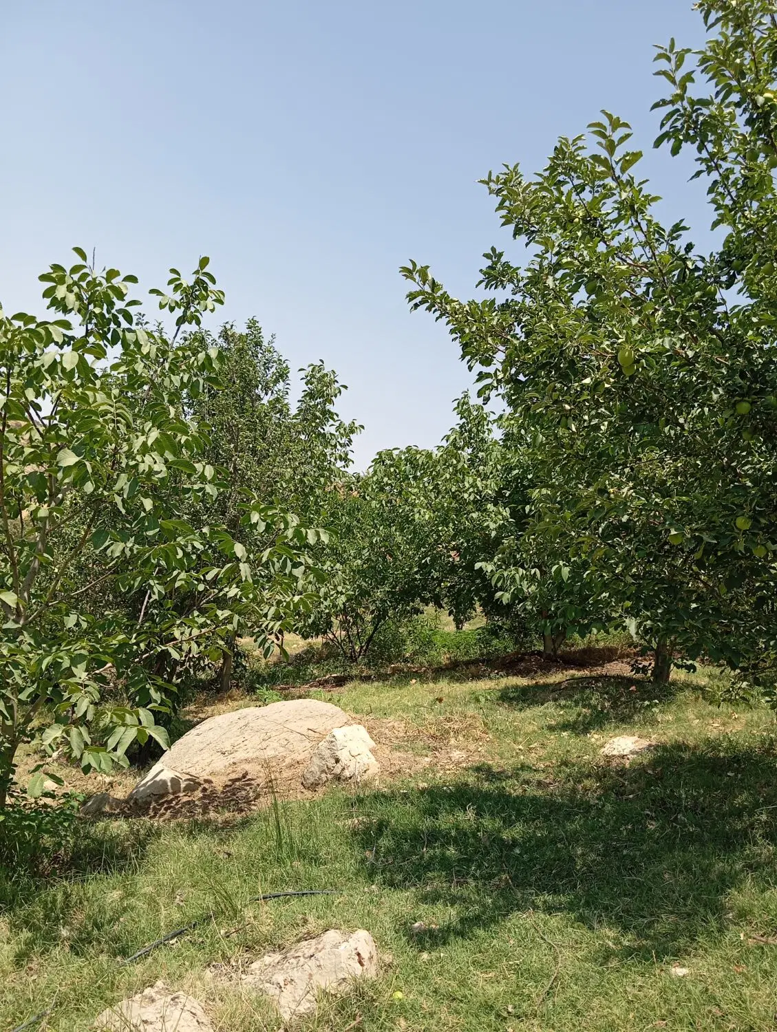 باغ در تاف