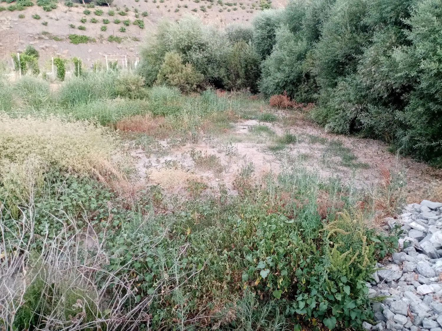 زمین کشاورزی