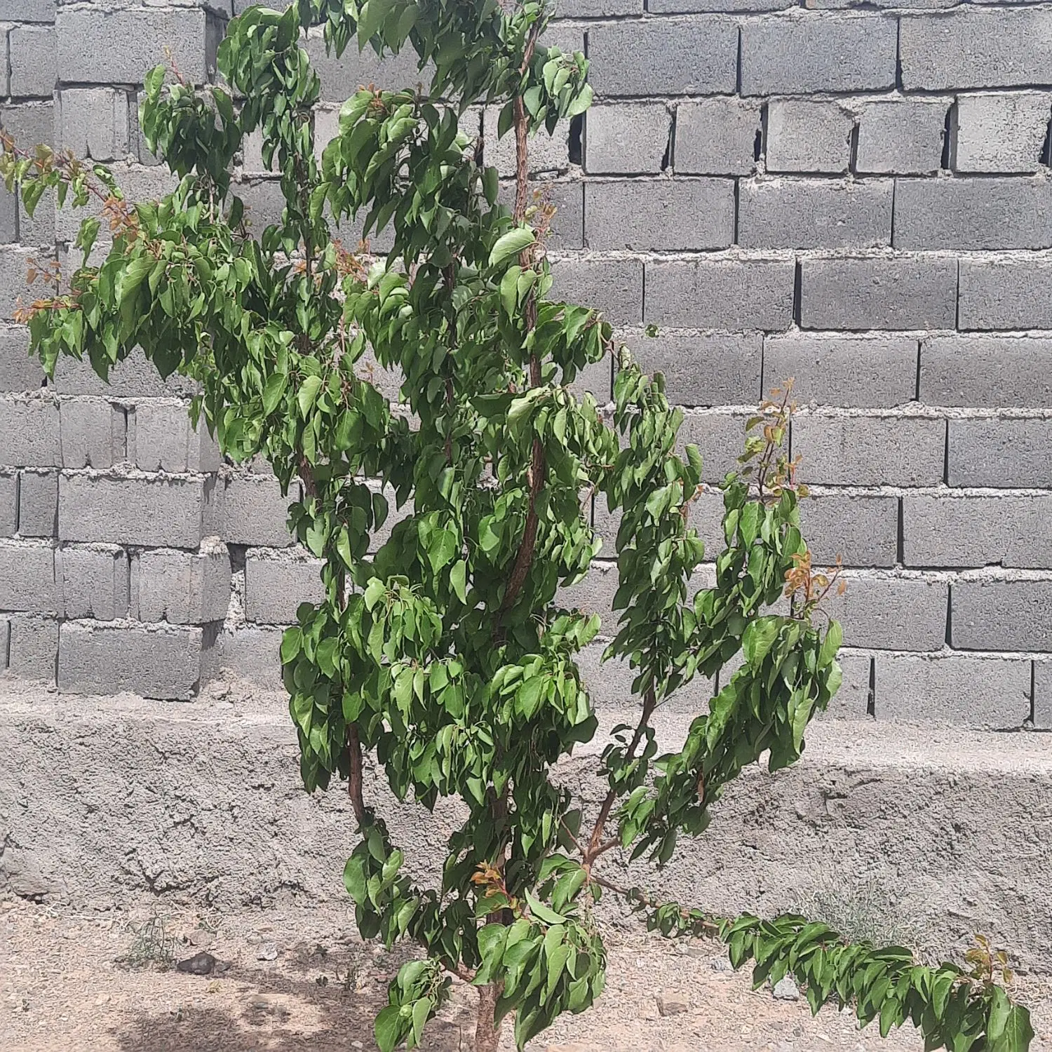 زمین چهار دیواری با استخر و درخت