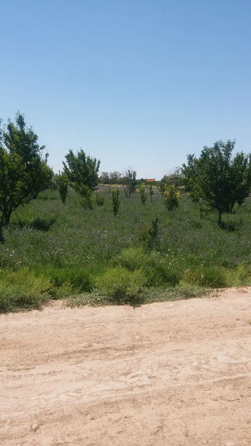 زمین ویلای حصار شده