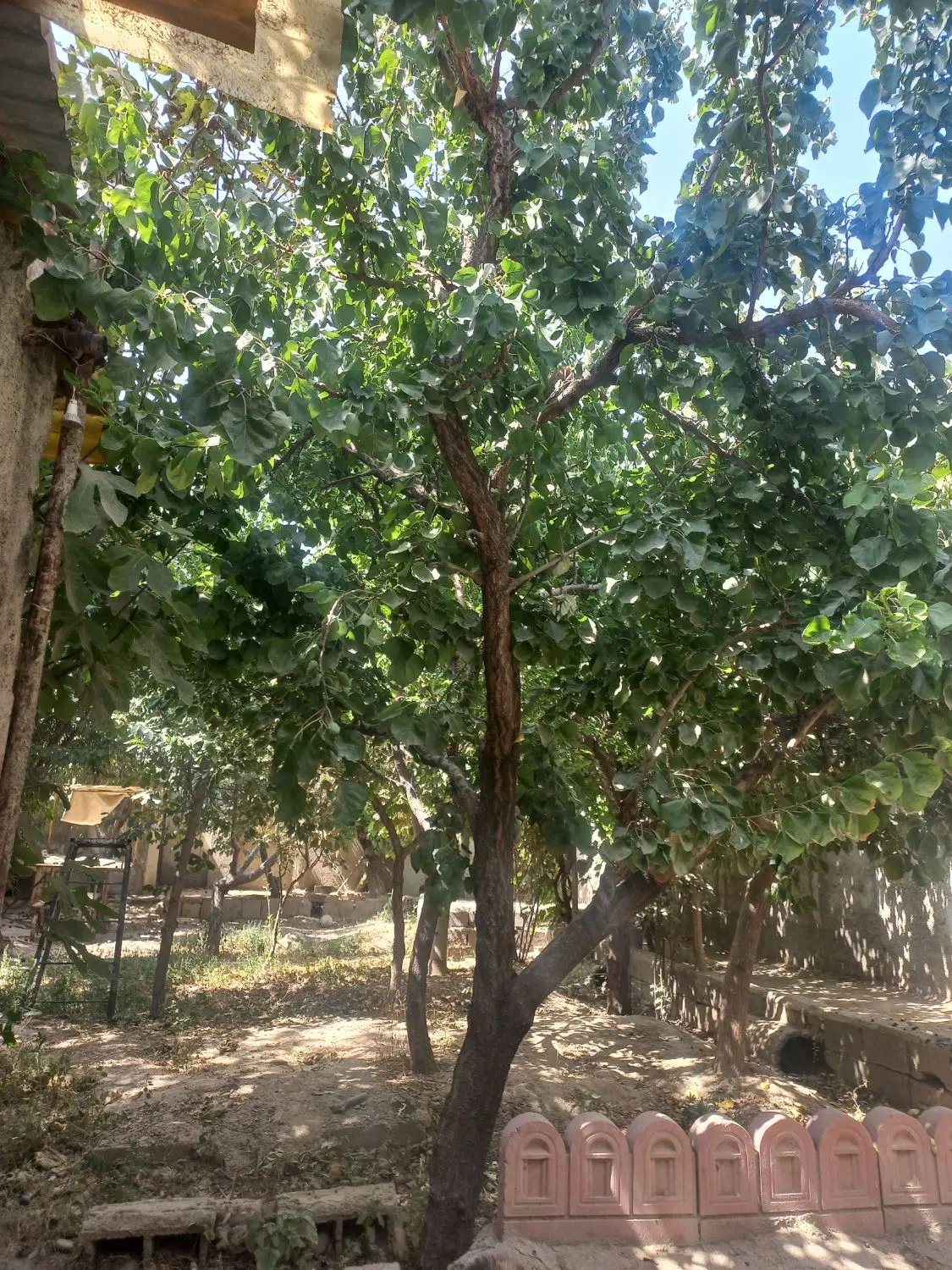 باغچه