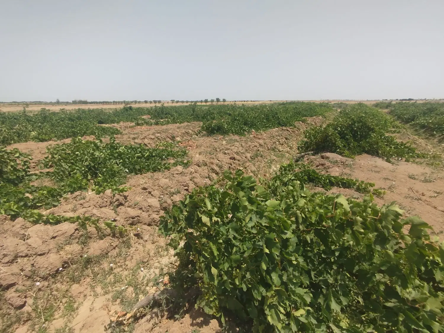 باغ انگور