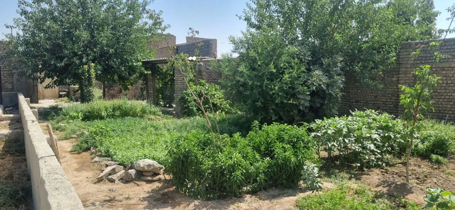 ۱۰۰۰متر گاو داری