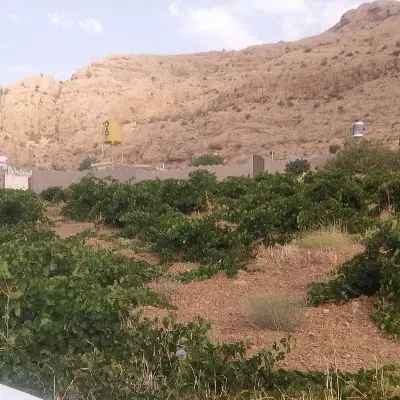 فروش زمین باغ شهری روستای کلستان