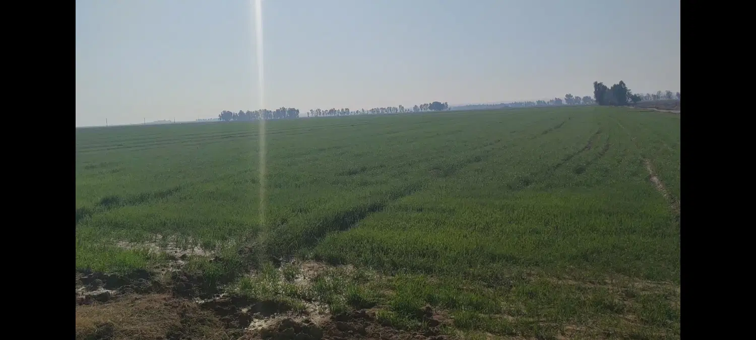 اجاره زمین کشاورزی موسیان