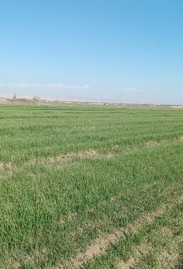 فروش زمین کشاورزی