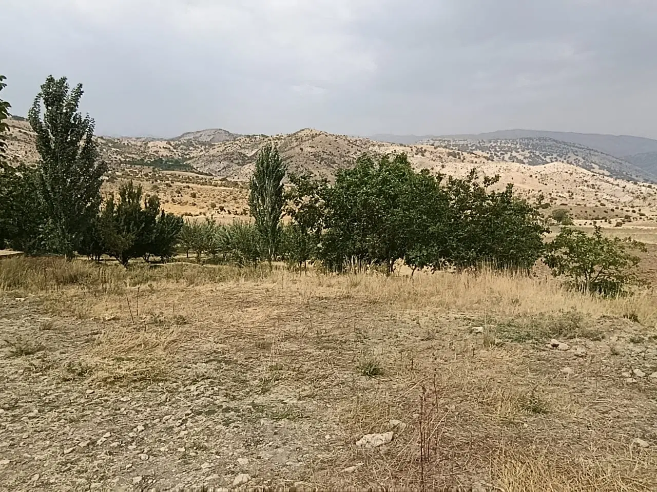 باغ وزگ