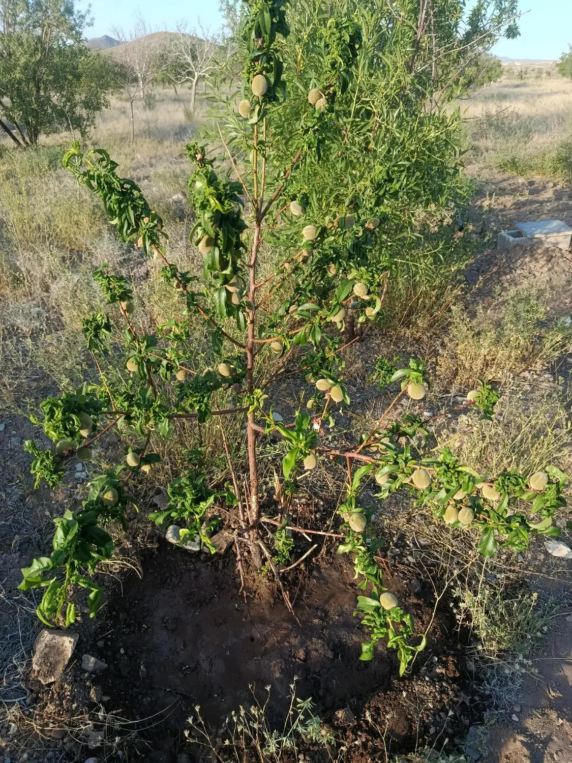 زمین کشاورزی