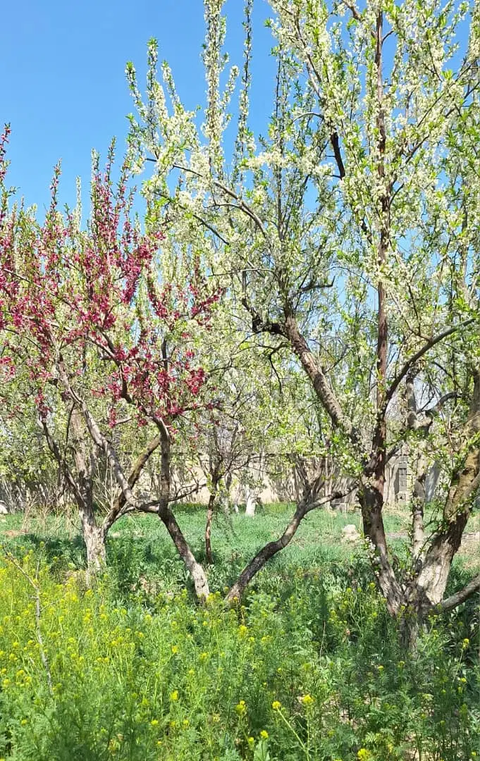 باغ خوش قواره