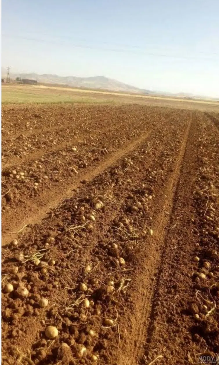 زمین زراعی