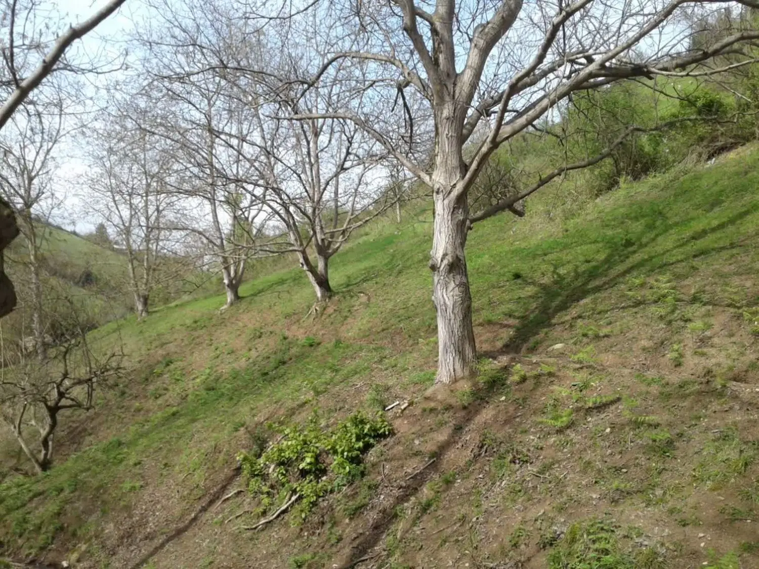 یک هکتار زمین زراعی در روستای خوش آب هوا