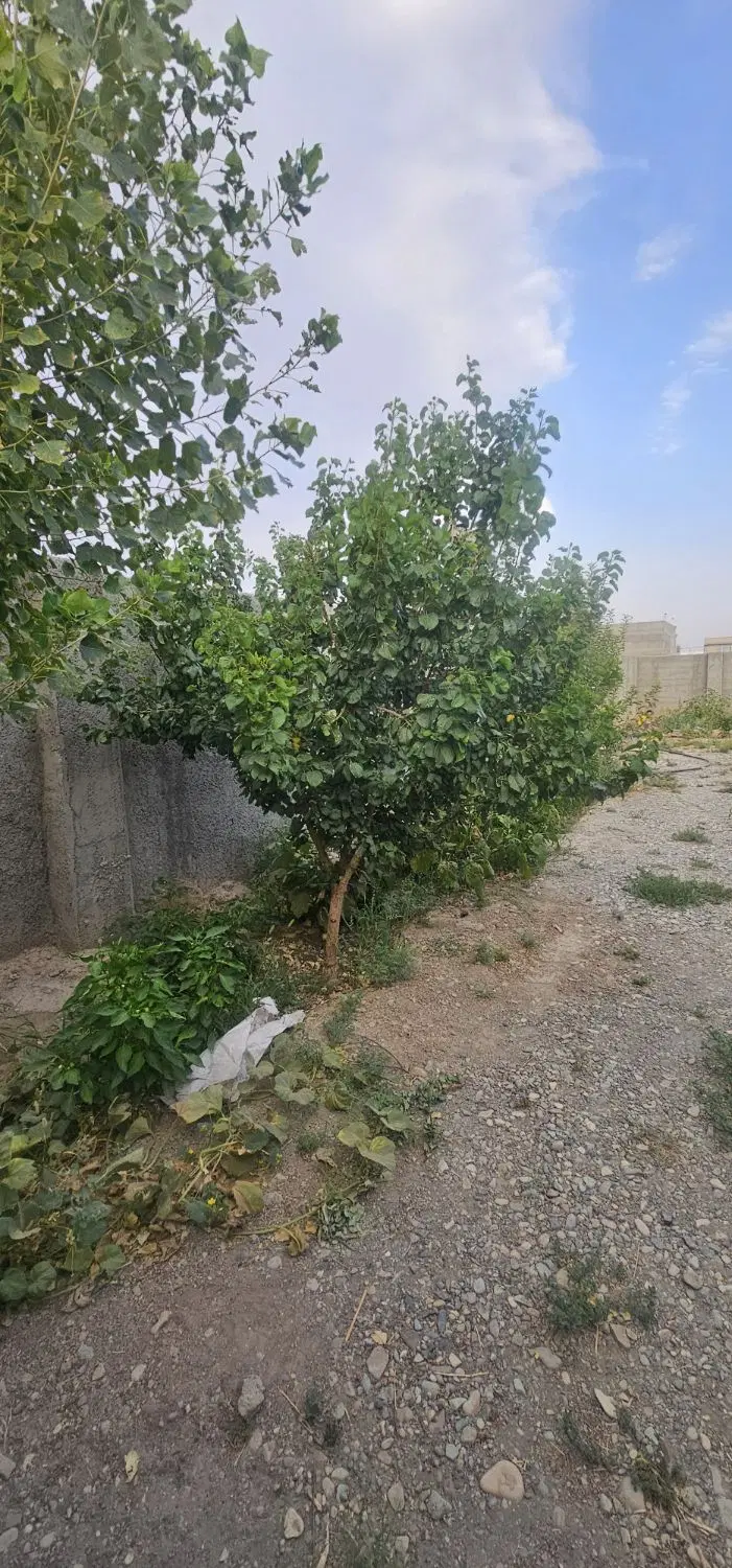 زمین ۱۶۰ متری دیوارکشی شده با درب