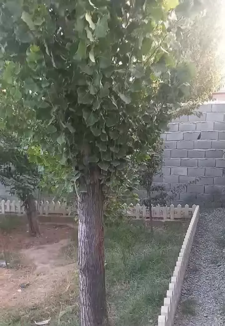 باغچه ۴۲۰ متری