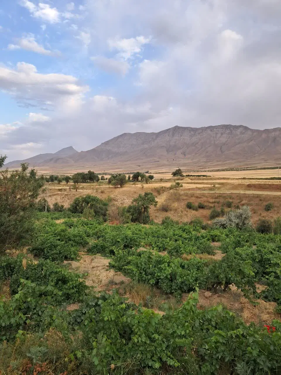 باغ انگور
