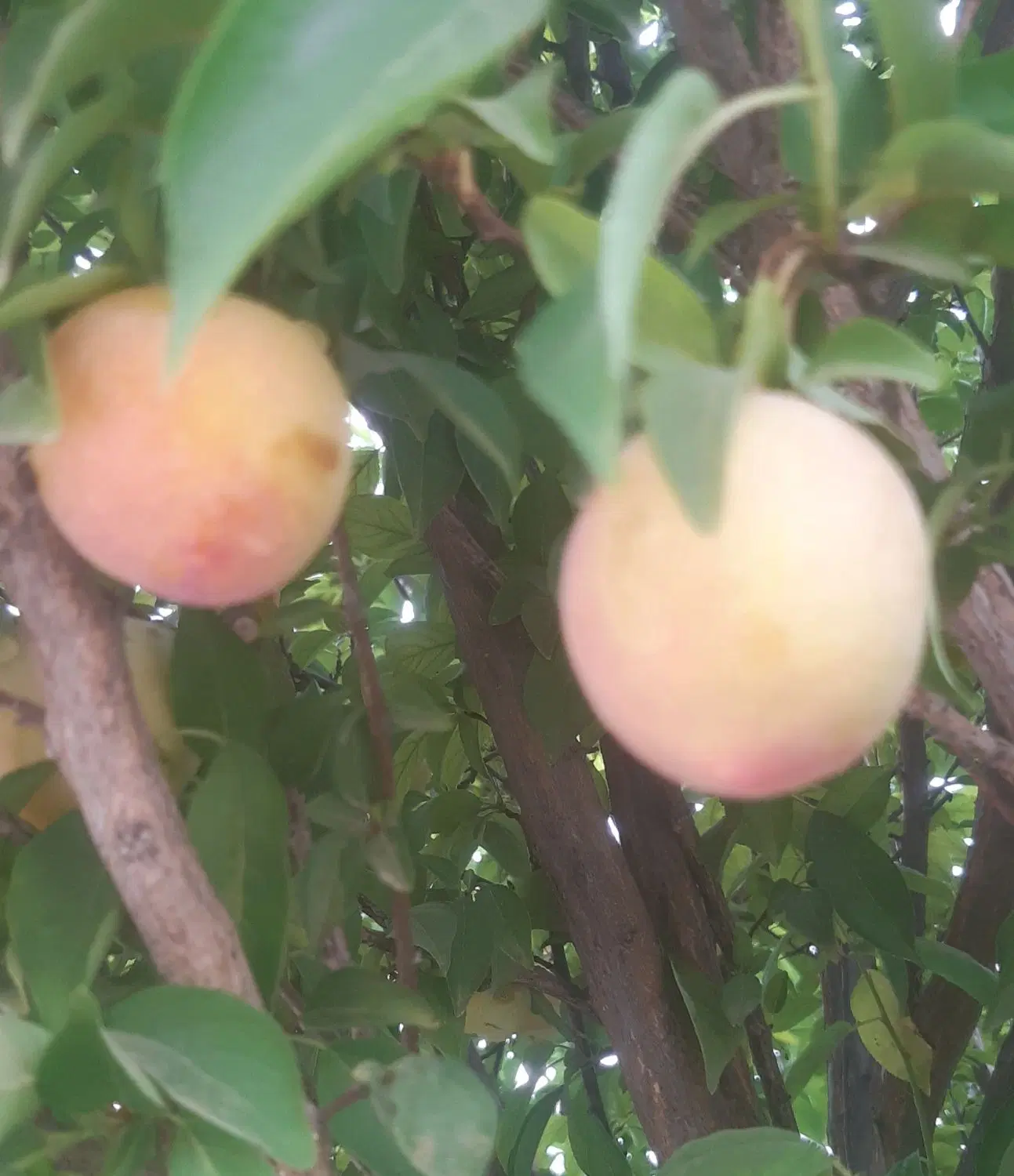 باغچه ۱۰۰۰ متری