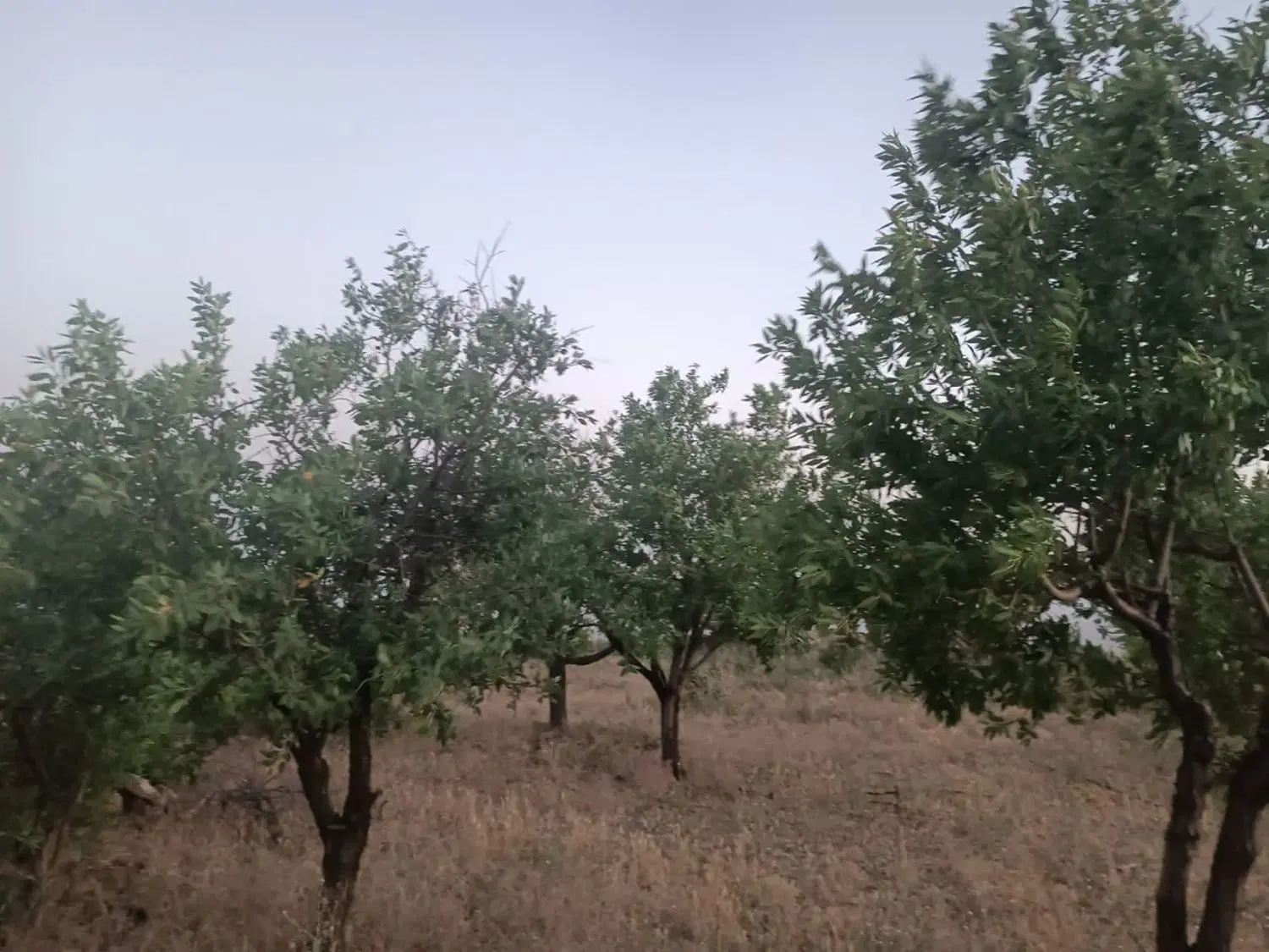 باغ در قز