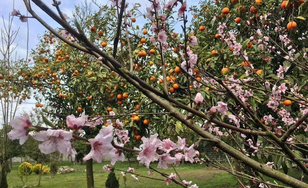 باغ۳۳۴۸  متری سندتک برگ ،چابکسر دوران محله