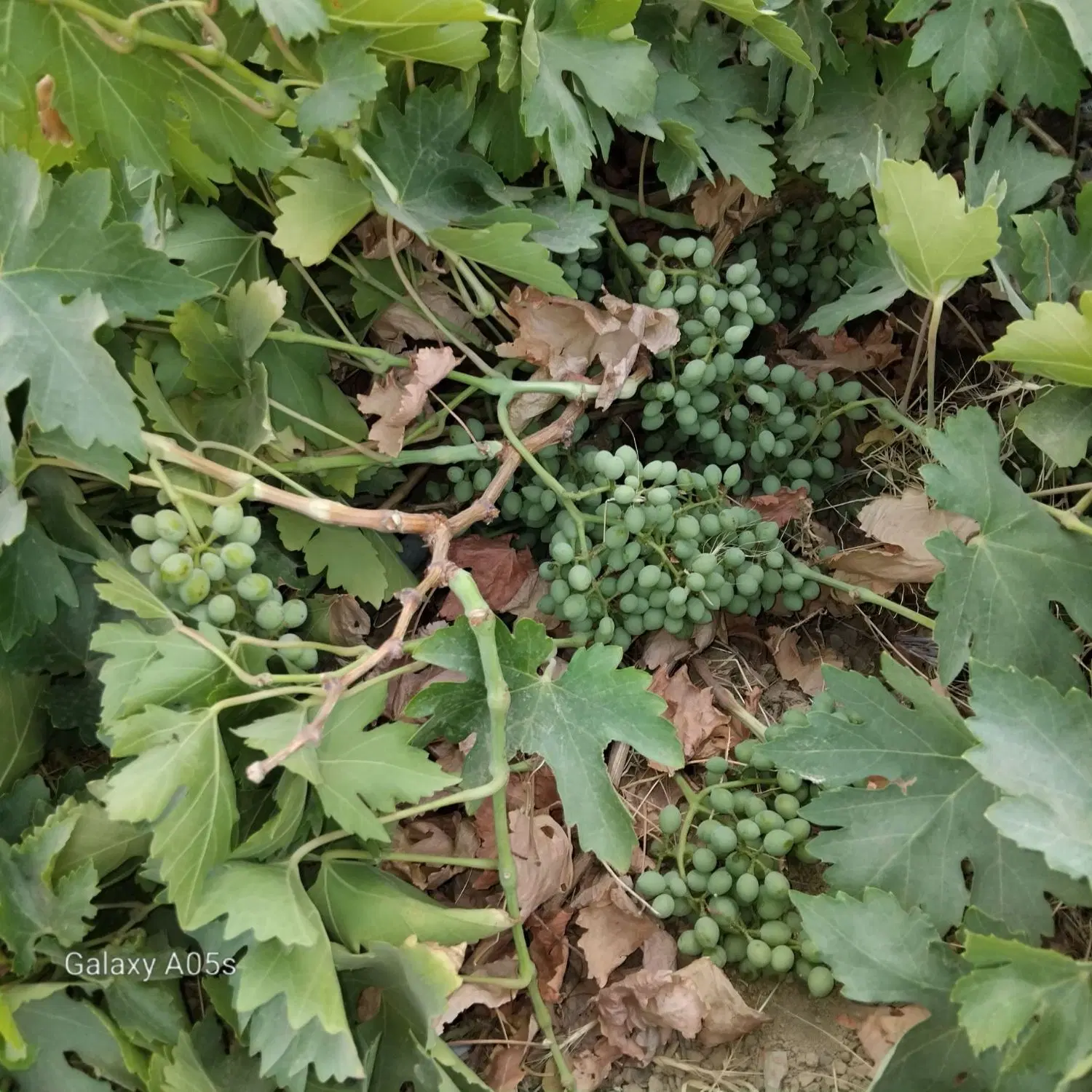خانه ویلایی مرزیجران