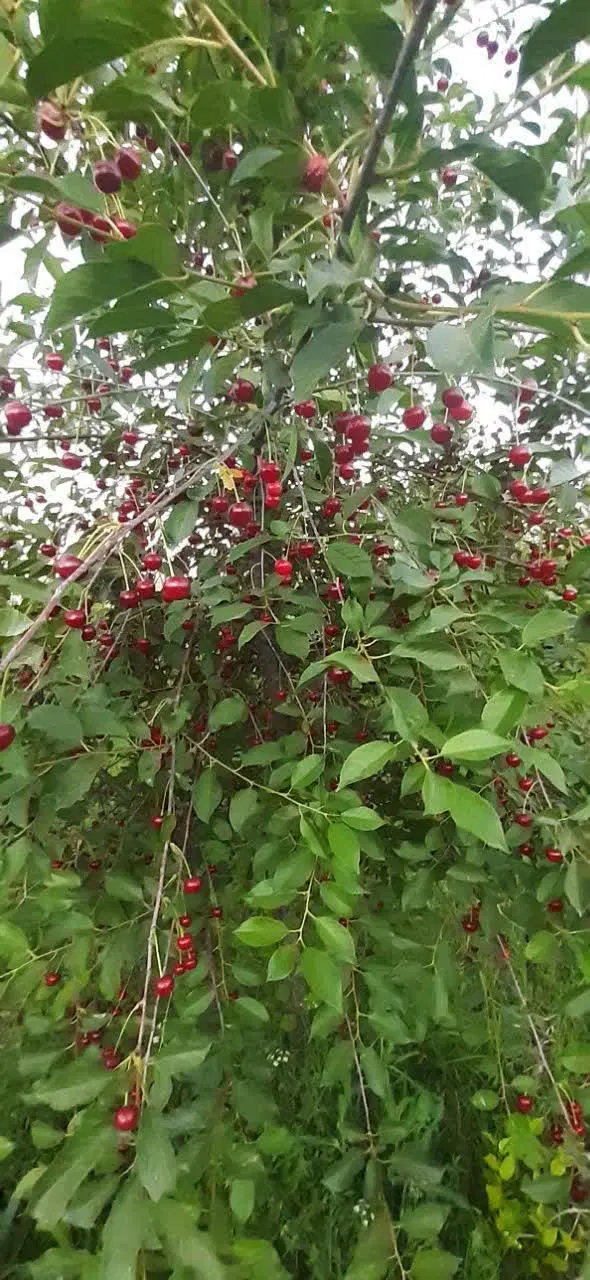 فروش باغ میوه ۱۰۰۰ متری