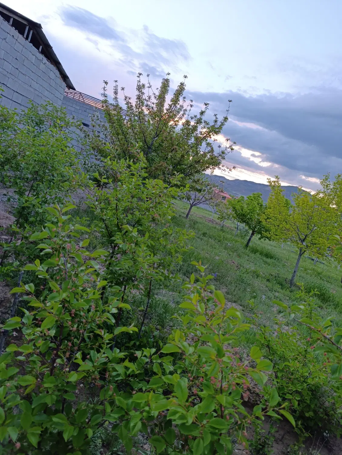 باغ اسپیران منطقه ویلای