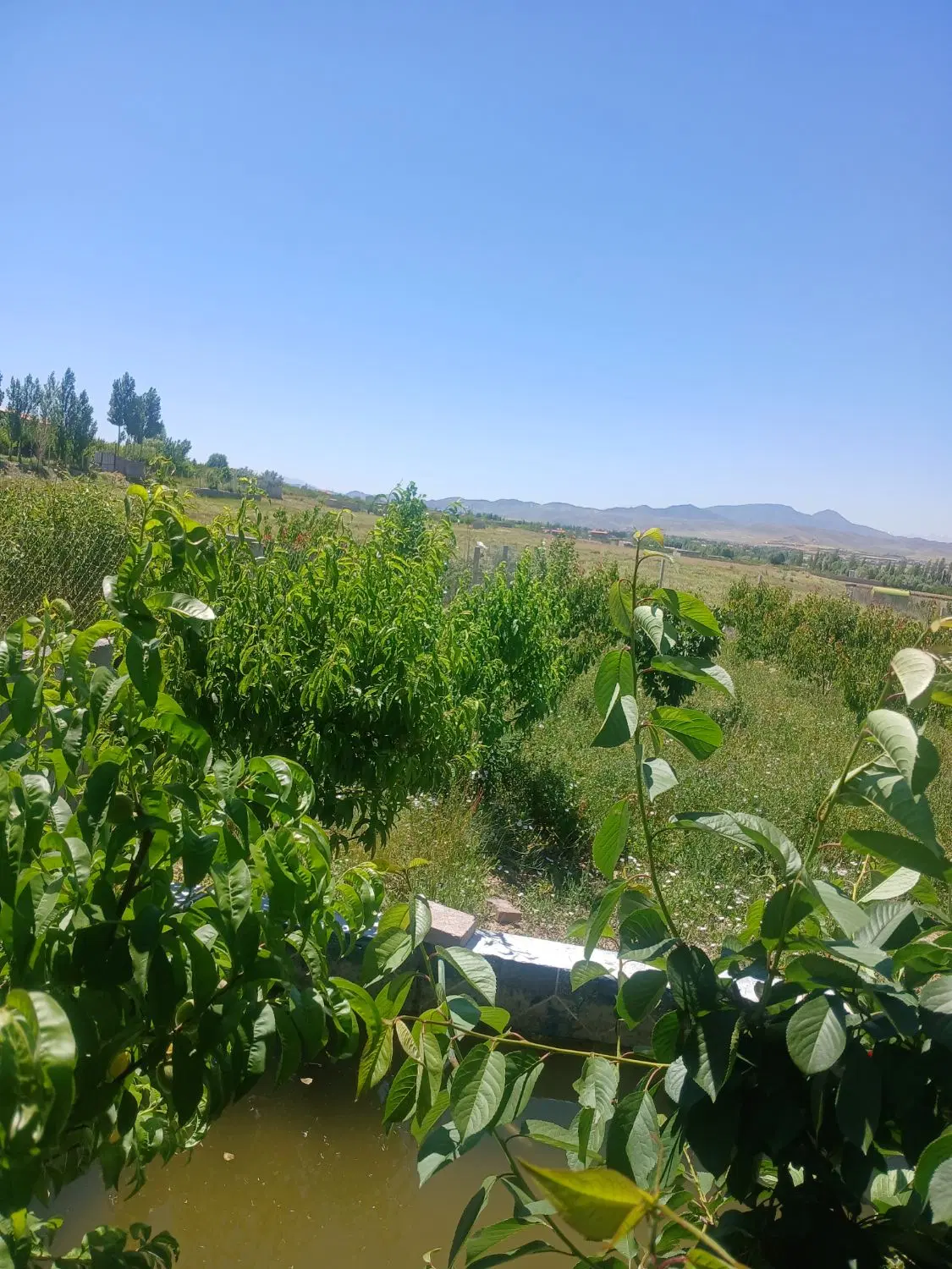 زمین زراعی در جاده اسپیران نهند