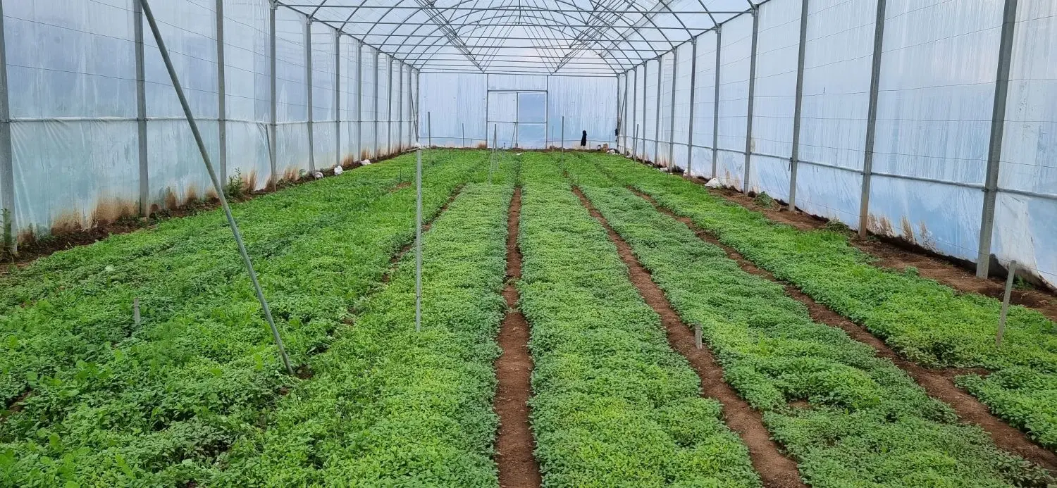 فروش گلخانه