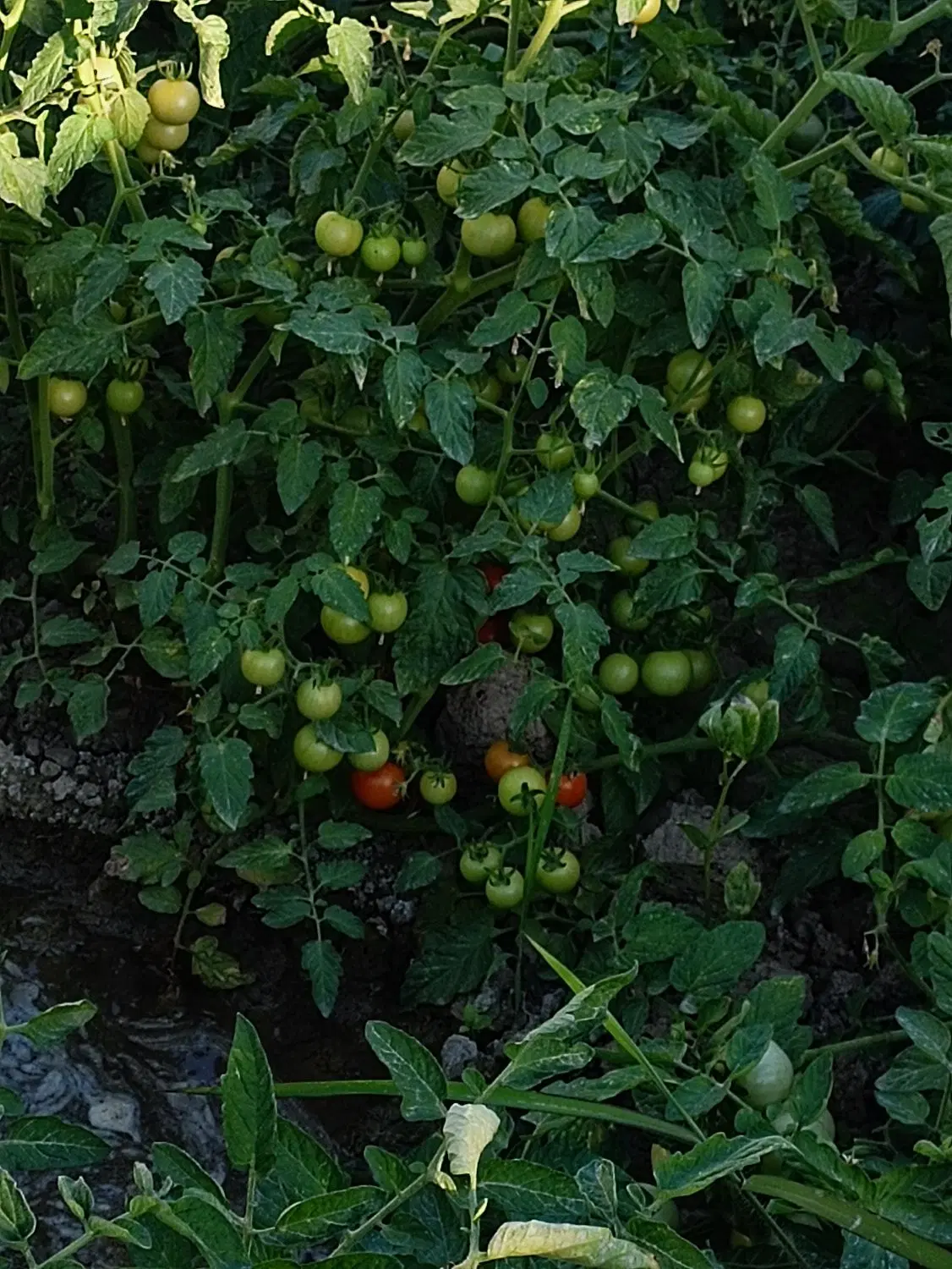 فروش زمین ۲۰۰ متری روستای فیض آباد