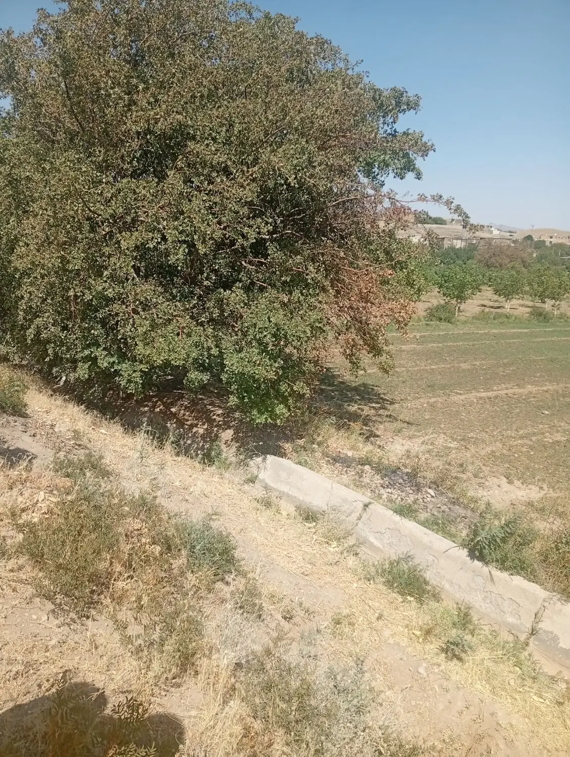 زمین باغی