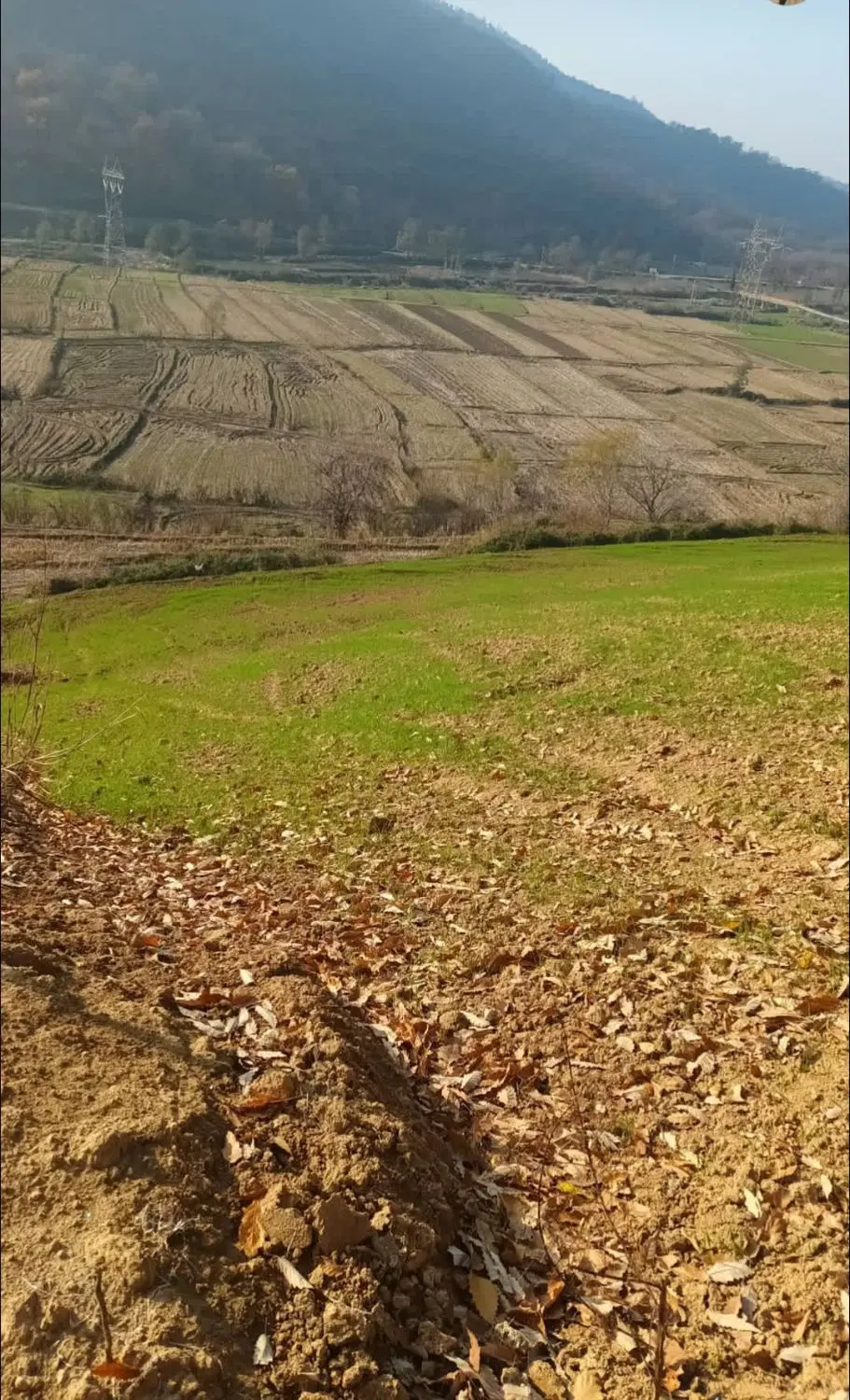 اجاره زمین دیم روستای زرینگل