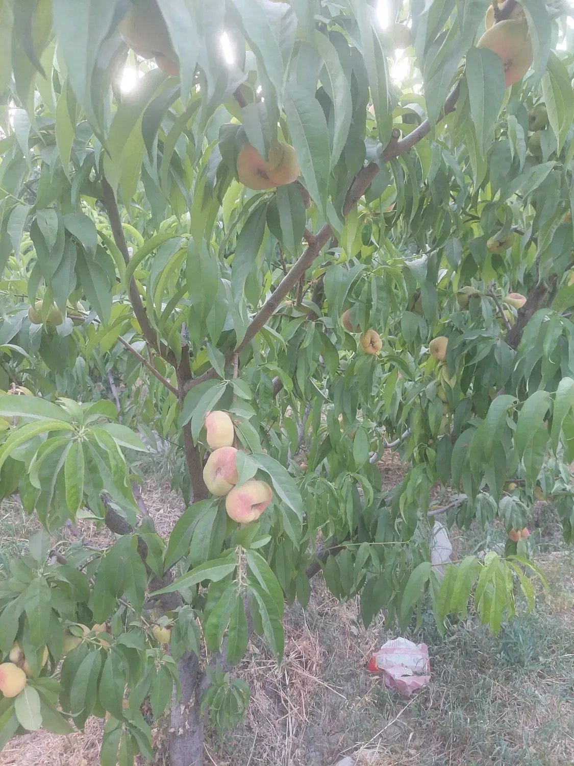 باغچه ۳۰۰ متر کردزار