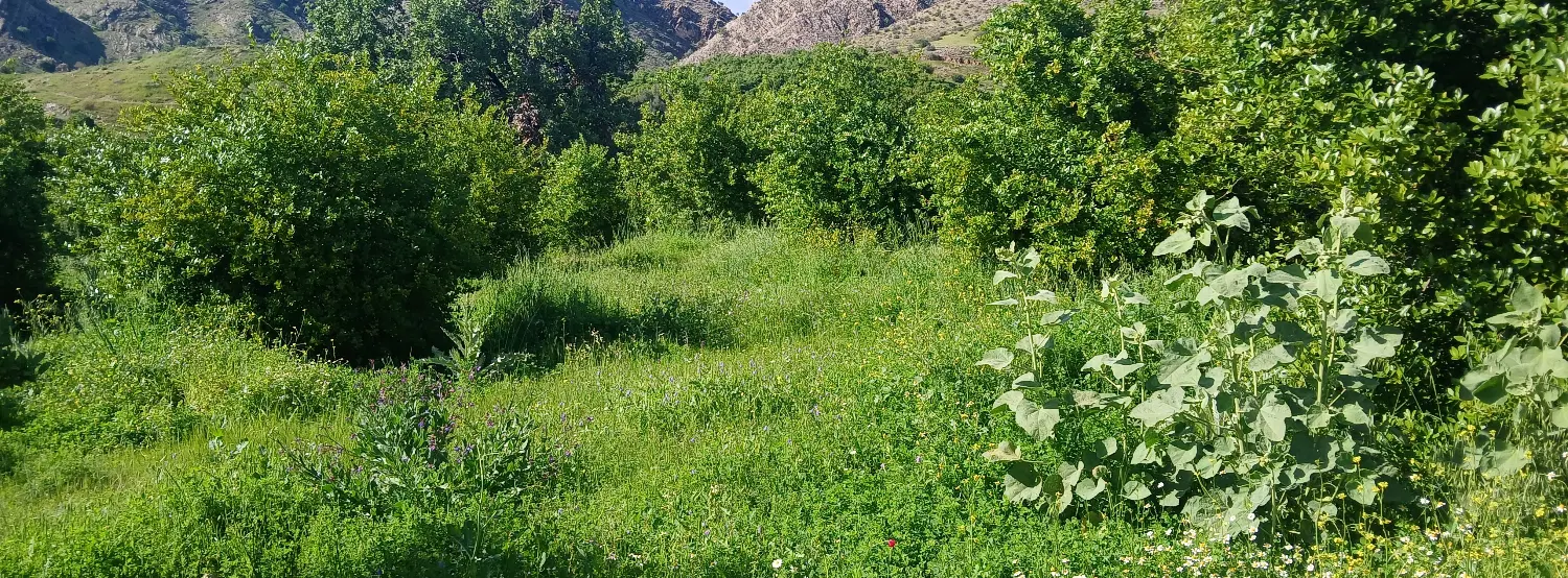 فروش باغ لیمو ترش با ثمر