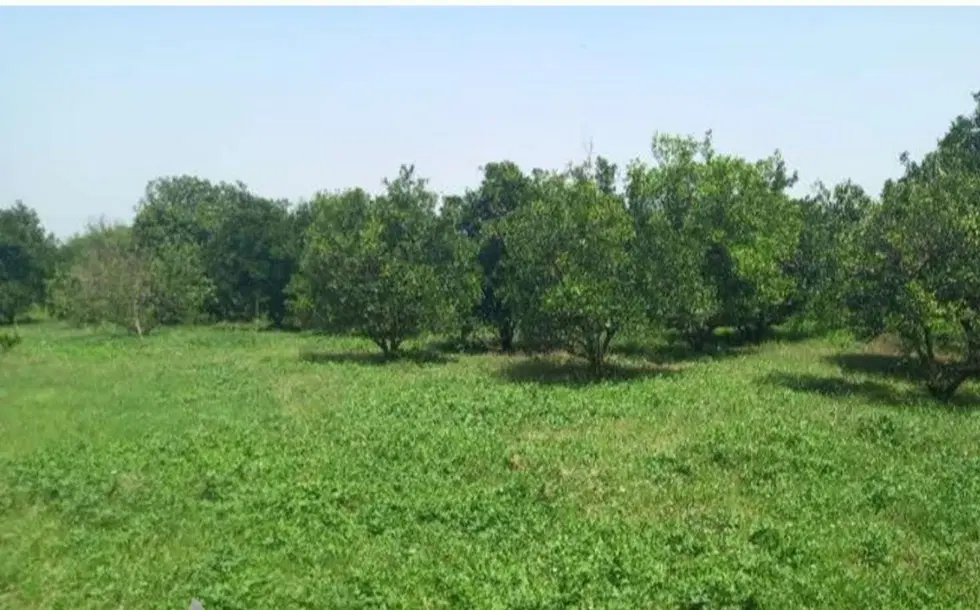 زمین مسکونی ابوالحسن کلا