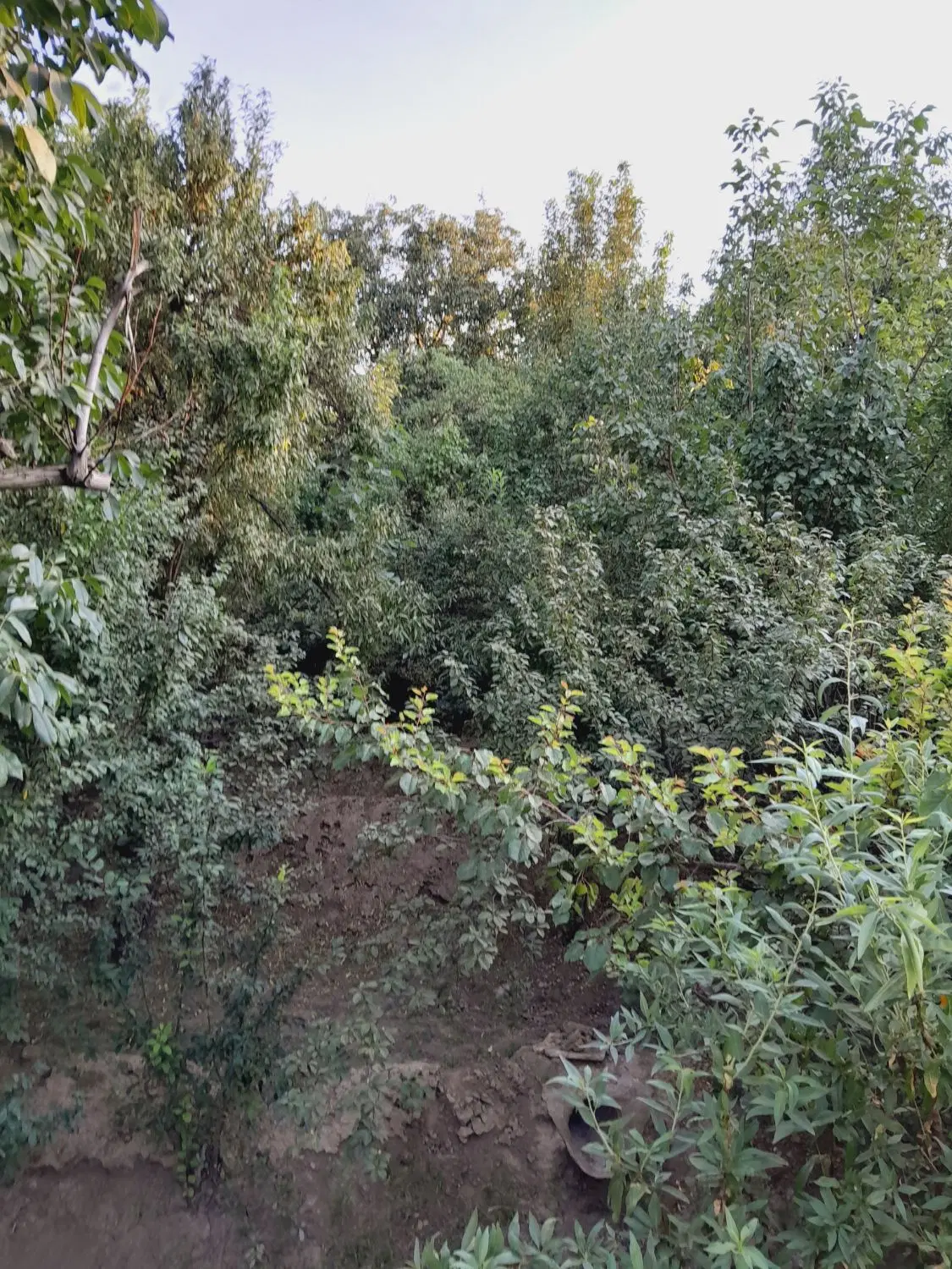 باغ سنگستان