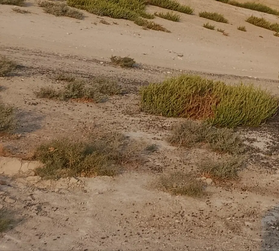 زمین کشاورزی