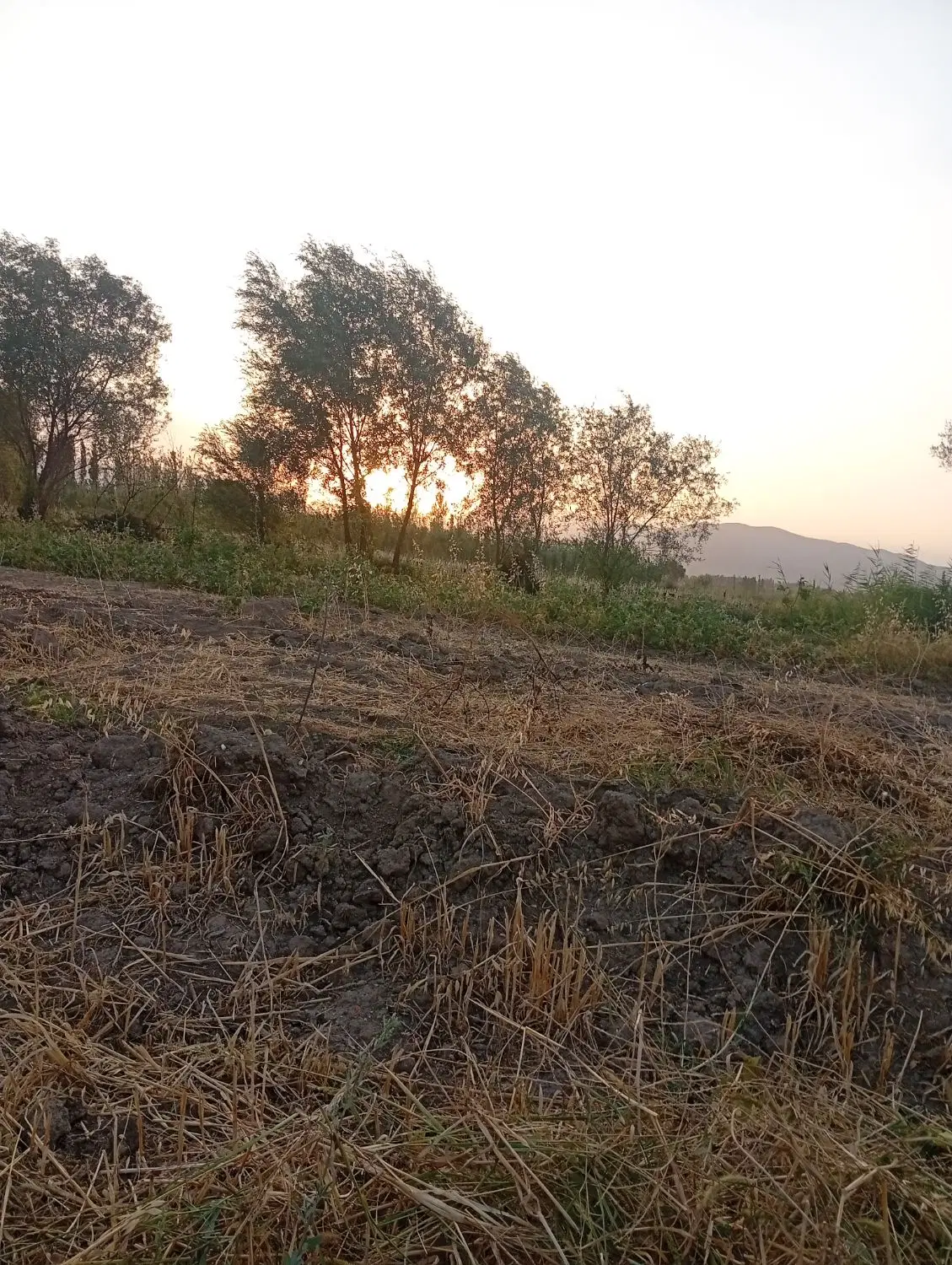 زمین کشاورزی