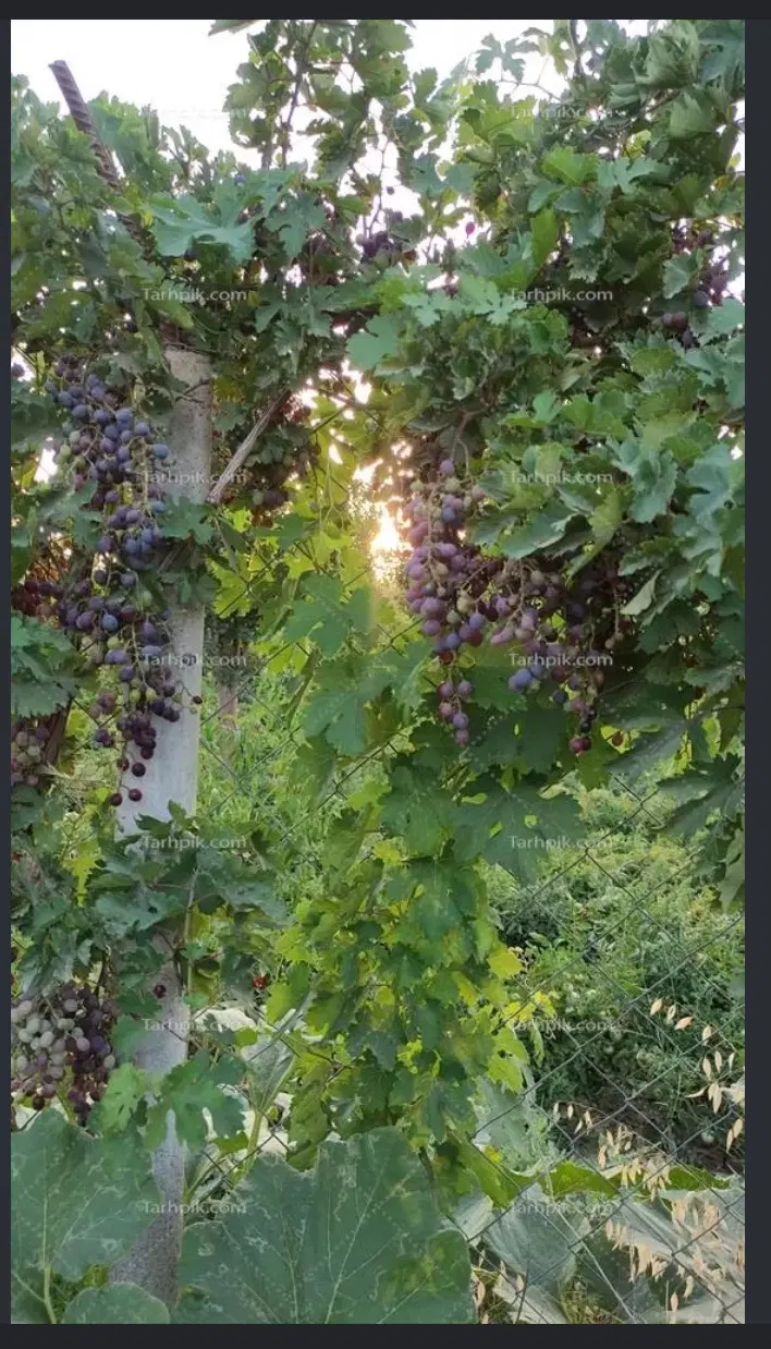 خانه باغ