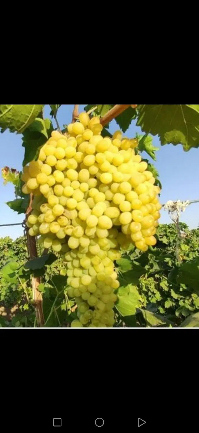 باغ کلسون