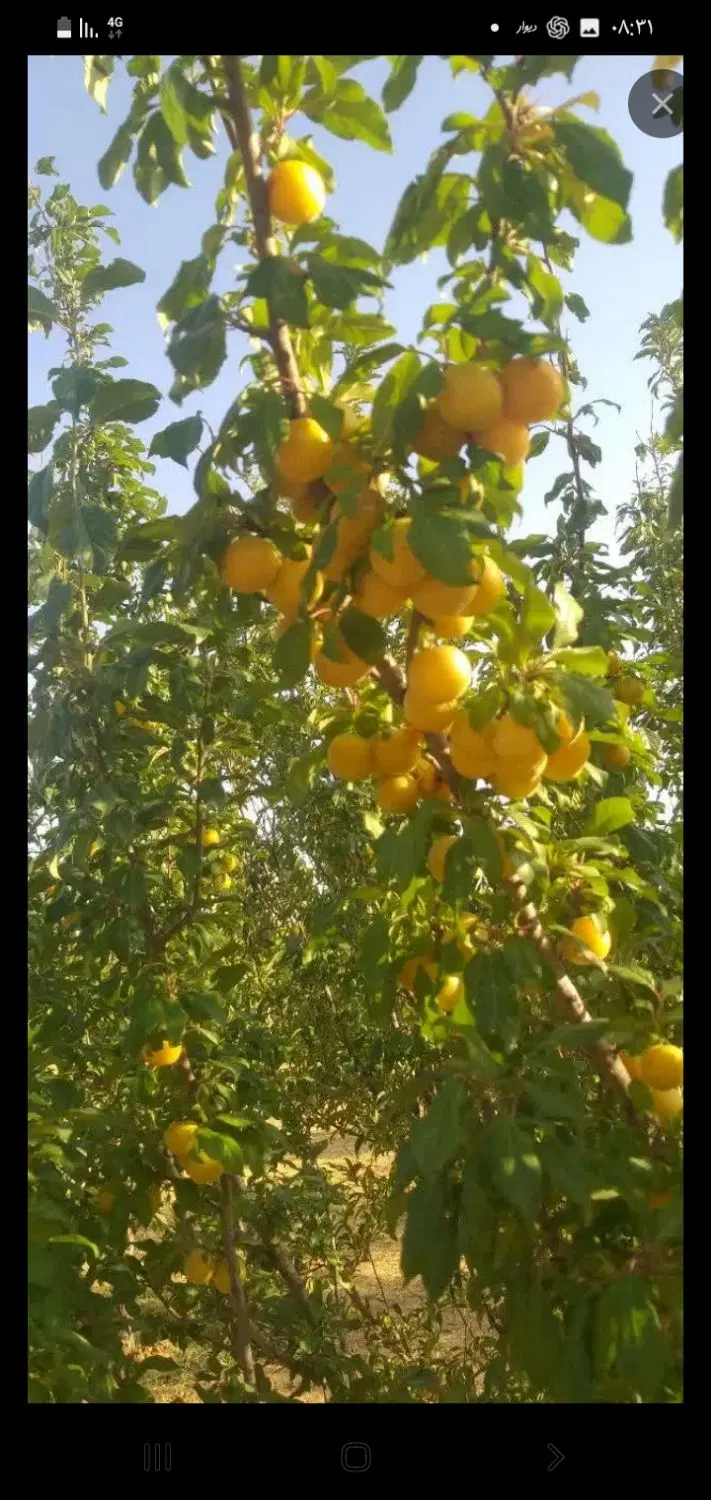 باغ 2000متری گرماب  افشار
