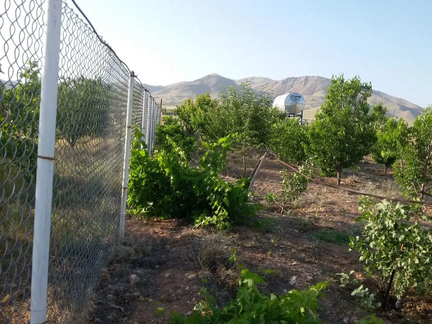 باغچه ۸۰۰ متری سند تک برگ محضری