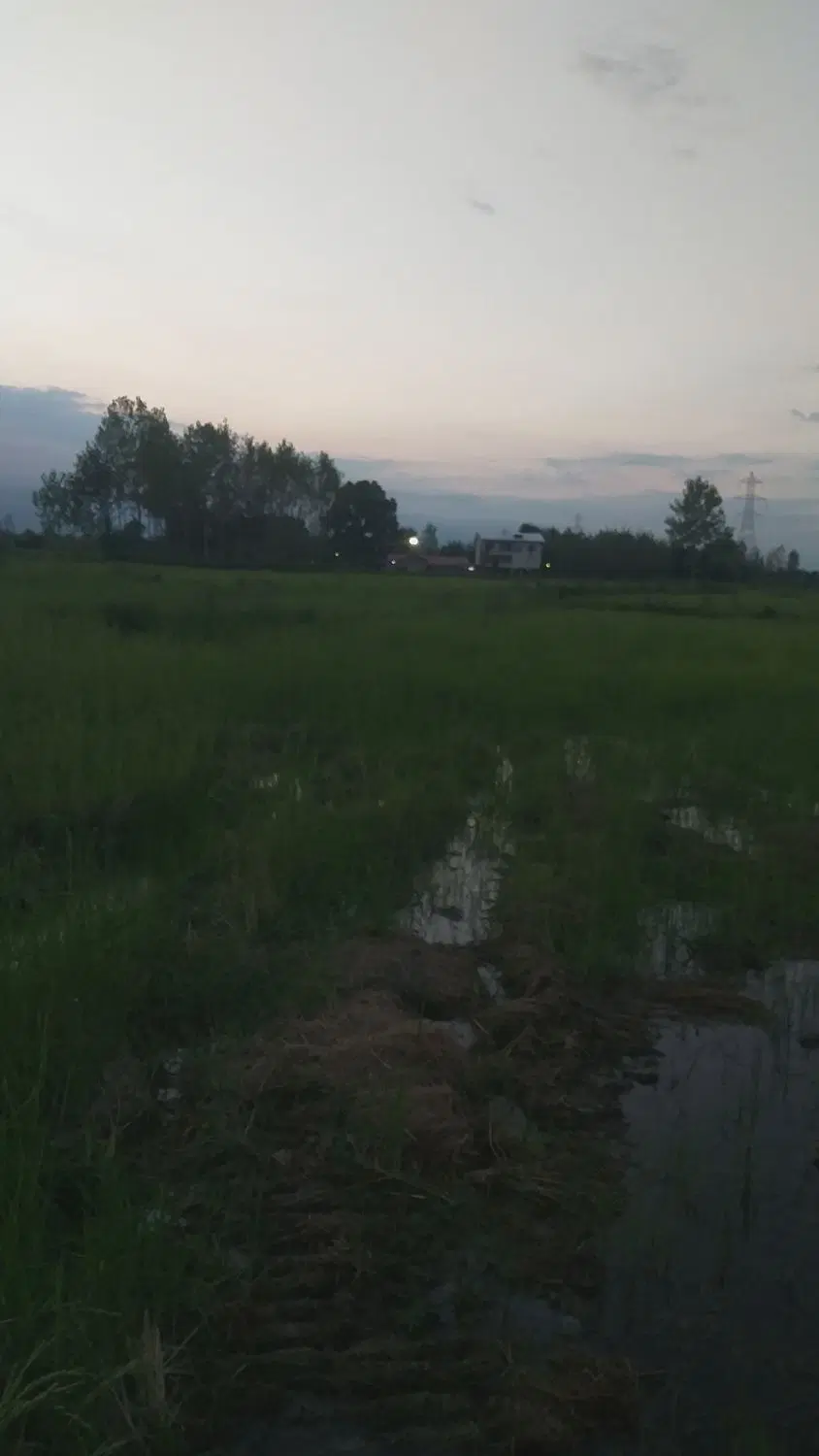 شالی سنتی ۱۵۰۰۰متر