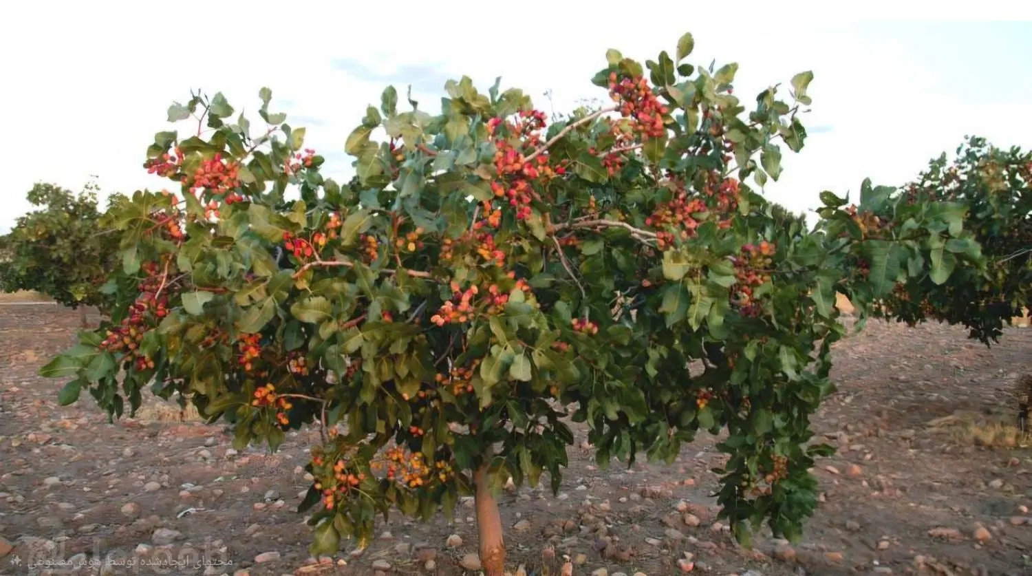 زمین