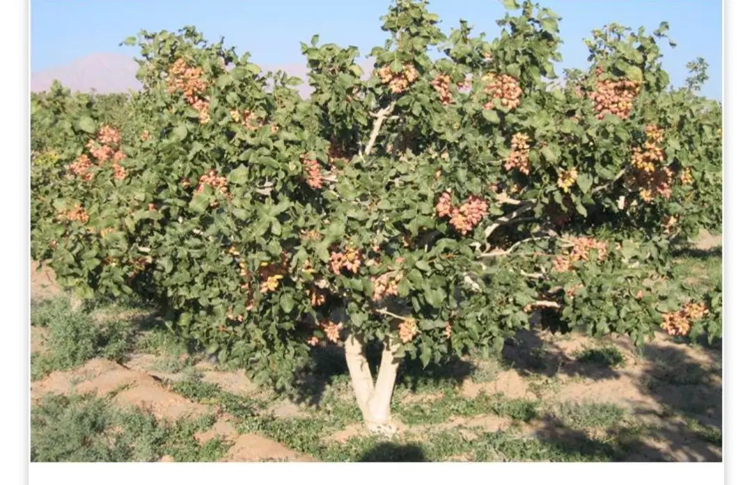 پسته زار وقف زین آباد